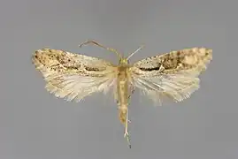 Rhigognostis incarnatella&nbsp;(en)