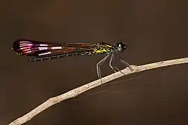 Heliocypha bisignata ♂