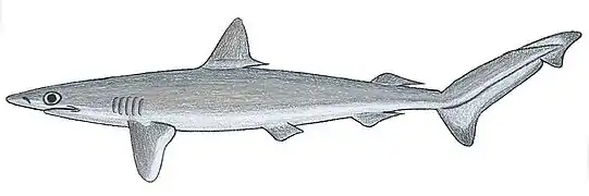 Rhizoprionodon lalandii