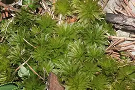 Rhodobryum ontariense.