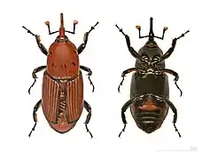 Les deux faces d'une femelle - MHNT.