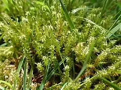 Rhytidiadelphus squarrosus (en) (l'Hypne squarreux), une des mousses les plus communes des jardins.