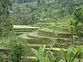 Rizières en terrasses dans le kecamatan de Tegallalang (Kabupaten de Gianyar)