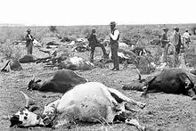 la photo noir & blanc montre des éleveurs désemparés devant un troupeau de vaches mortes dans un paysage de steppe.
