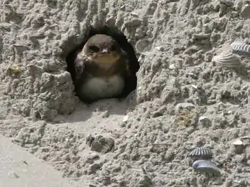 Nid en terrier d'Hirondelle de rivage(Riparia riparia).