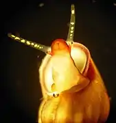 Pied, mufle avec la bouche et les tentacules céphaliques.