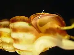 Tentacule palléal (flèche).