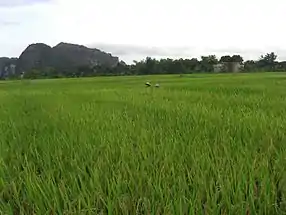 Des herbes hautes, avec une montagne en arrière-plan.