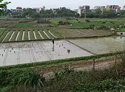 Rizière au nord de Hanoï.