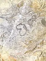 Rudistes du calcaire de la grotte de la Salamandre.