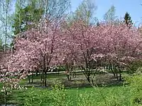 Jardin japonais, Roihuvuorentie 12-16.