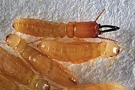 Larves de Roisinitermes ebogoensis.
