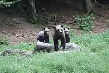 Un groupe d'ours en Roumanie en 2018.