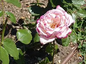 Image illustrative de l’article Condesa de Mayalde