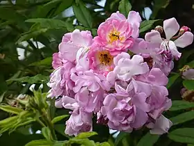 Image illustrative de l’article Hakeburg