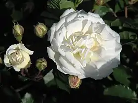 Image illustrative de l’article Prosperity (rose)