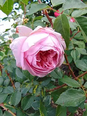 Image illustrative de l’article Sonia Rykiel (rose)