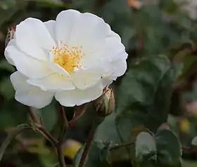 Image illustrative de l’article Moonlight (rose)