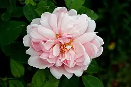 ‘Albertine’, 1921