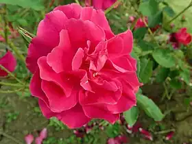 Image illustrative de l’article Bardou Job