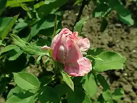 Image illustrative de l’article Baronne Nathaniel de Rothschild