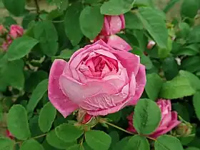 Image illustrative de l’article Docteur Marjolin