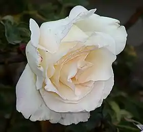 Image illustrative de l’article Garden Party (rose)