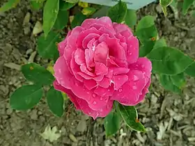 Image illustrative de l’article Laurent de Rillé (rose)