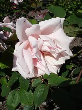 Image illustrative de l’article Madame Léon Pain