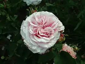 Image illustrative de l’article Mistress Paul