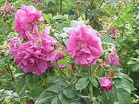 Cultivar 'Hansa' à fleurs doubles.