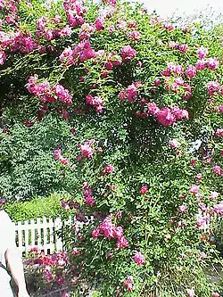 ‘Alexandre Girault’.