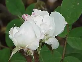 'Blanche Moreau'.