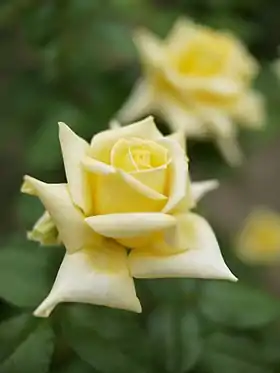 Image illustrative de l’article Golden Emblem