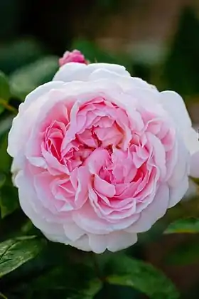 Image illustrative de l’article Eglantyne