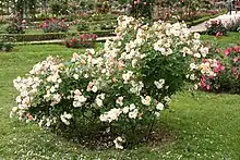 Rosier 'Ghislaine de Féligonde' à la roseraie de Bagatelle.