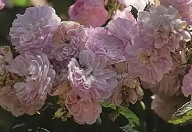 Image illustrative de l’article Laure Davoust