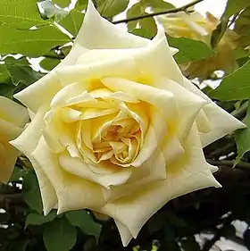 Image illustrative de l’article Maréchal Niel (rose)