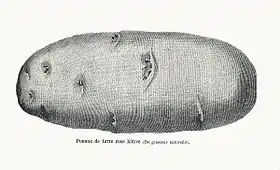 Image illustrative de l’article Early Rose