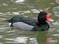 Nette demi-deuil (Netta peposaca)