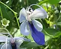 Clerodendrum ugandense