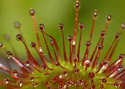 Détail des poils glandulaires