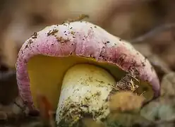 Rubroboletus pulchrotinctus, le Bolet joli, toxique.