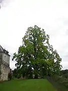 Tulipier de Virginie, XVIIIe&nbsp;siècle.