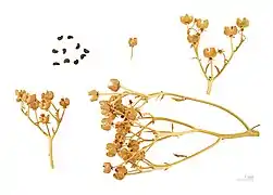 Capsules et graines - Muséum de Toulouse