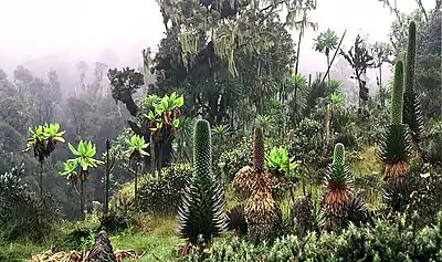 La «&nbsp;forêt de nuage&nbsp;» à très haute altitude se transforme peu à peu en prairies subalpines, comme ici à 3&nbsp;700&nbsp;m d'altitude, dans le massif du Rwenzori, en Ouganda.