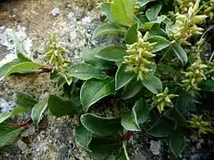 Détails d'un saule pyrénéen.