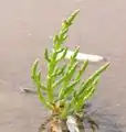 Salicorne d'Europe (Salicornia europaea).
