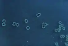 Petites bactéries bleutées