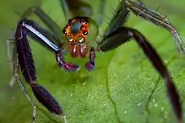 Mopsus mormon mâle dans le « Parque Estadual Intervales », Brésil.